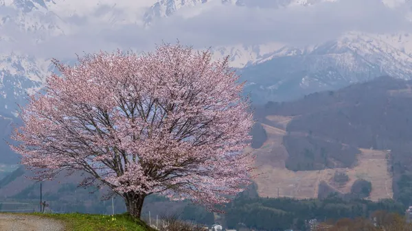 Courtyard Hakuba photo