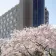 The Prince Sakura Tower Tokyo, Autograph Collection thumbnail