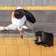 Four Points Flex by Sheraton Tokyo Shibuya West thumbnail