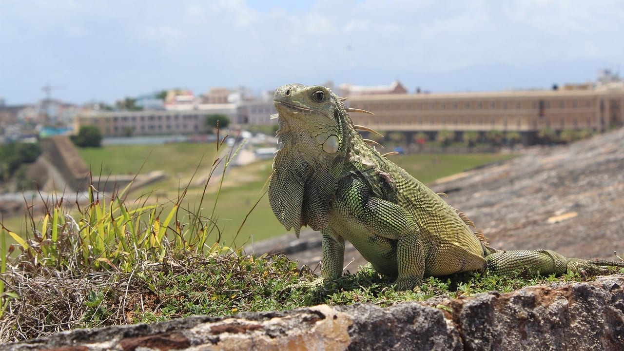 The St. Regis Bahia Beach Resort, Puerto Rico photo