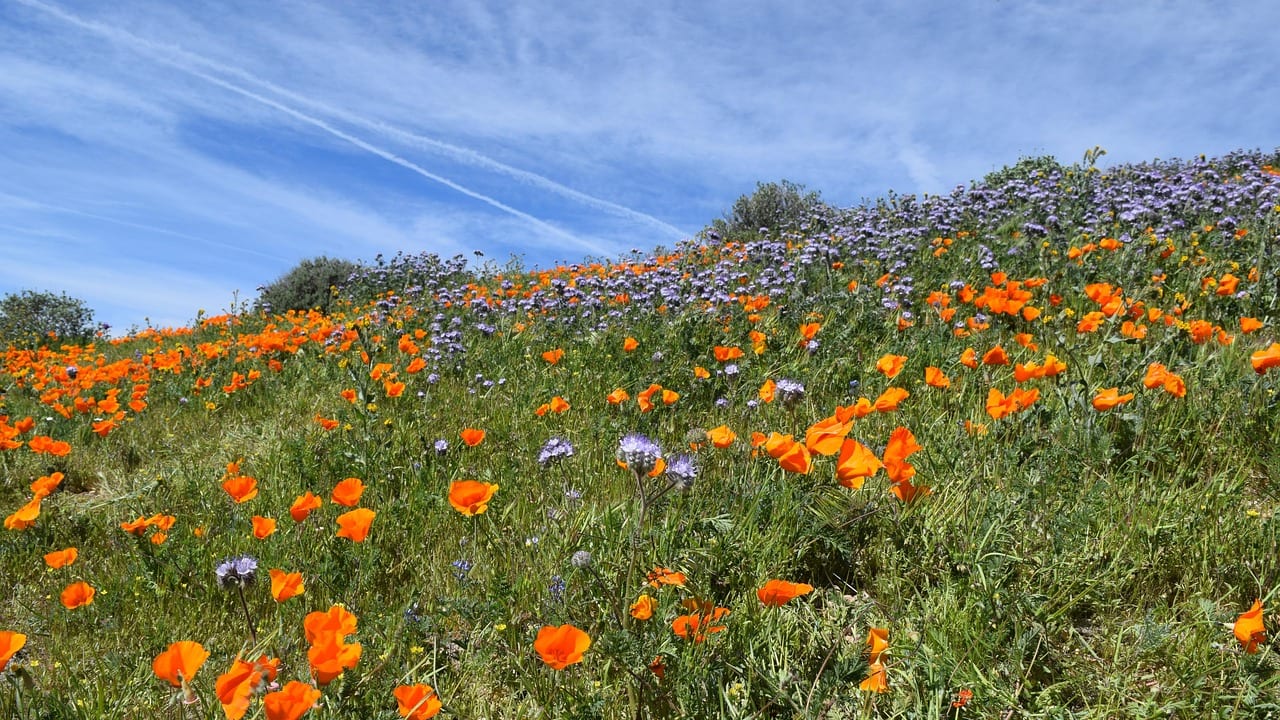 Lancaster, California, United States, United States travel weather guide